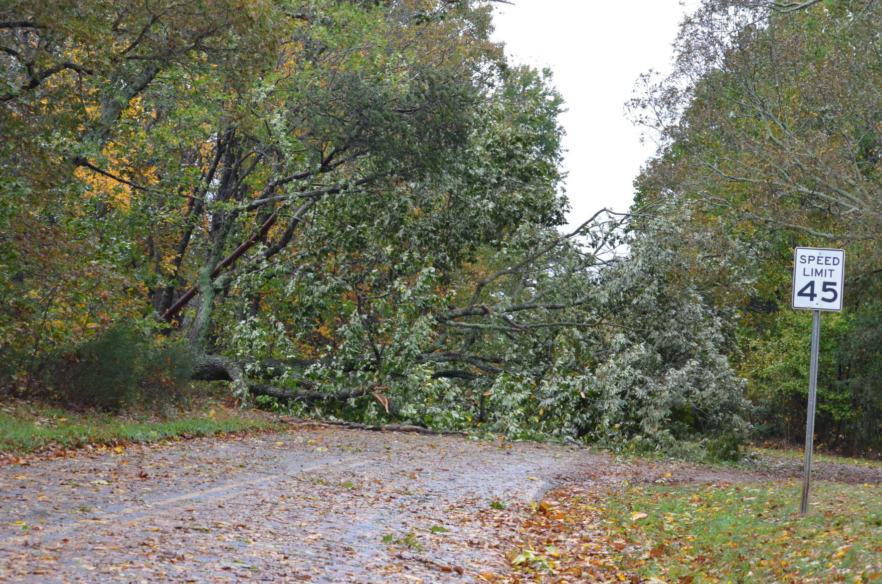 A tree fell onto Lippard Farm Road in Statesville on Thursday as the remnants of Hurricane Zeta came through Statesville.